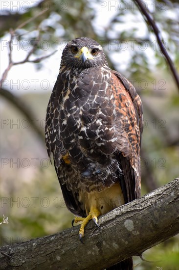 A harris's hawk