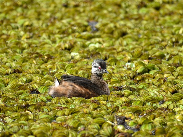 A white-tufted grebe