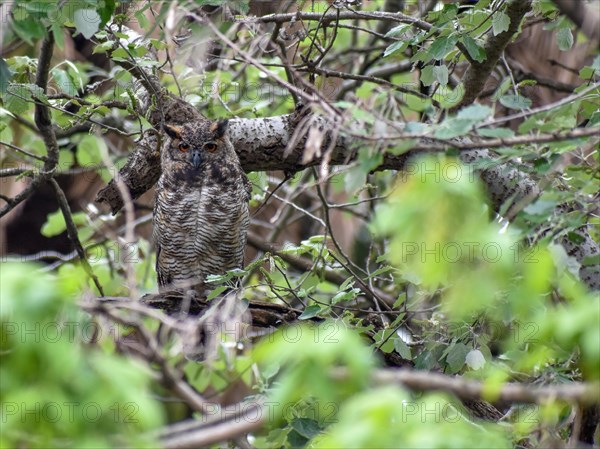 A Virginia Eagle Owl