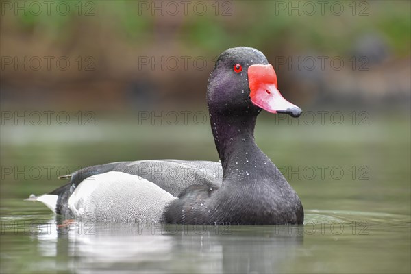 Portrait of a rosy-billed pochard