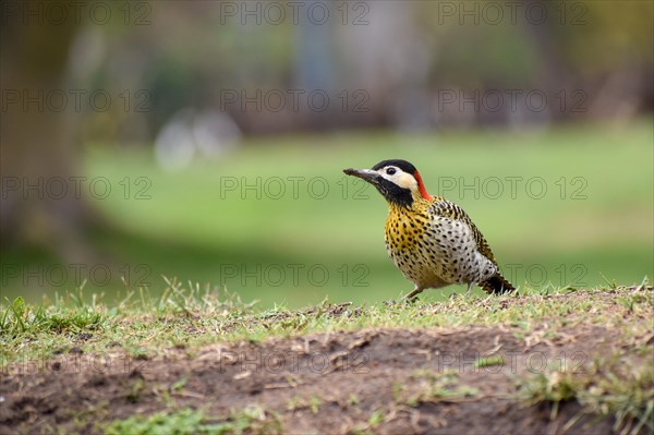 A Green-banded Woodpecker