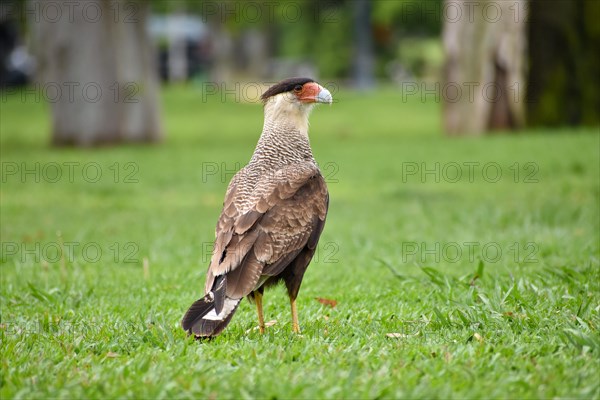 Southern crested caracara