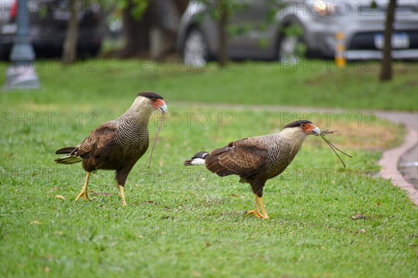 A pair of southern crested caracara