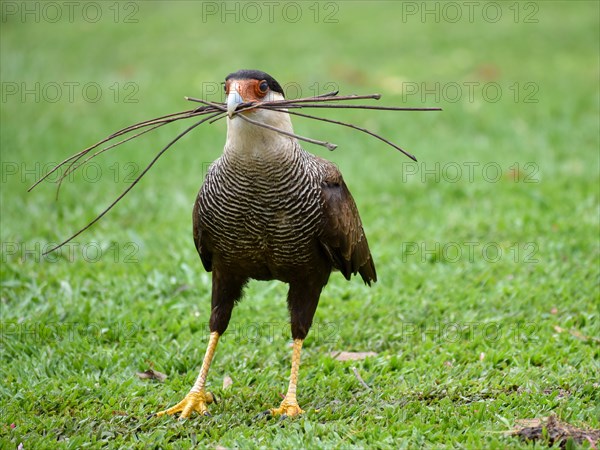 A southern crested caracara