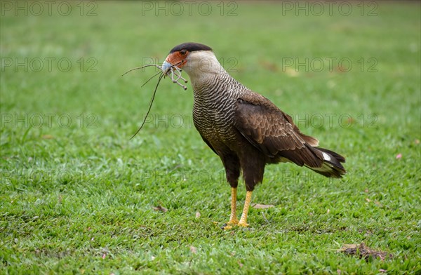 A southern crested caracara