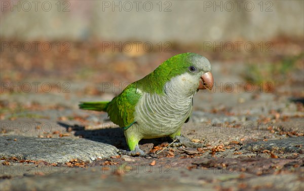 A monk parakeet