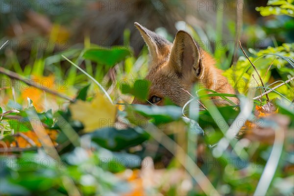 Red fox