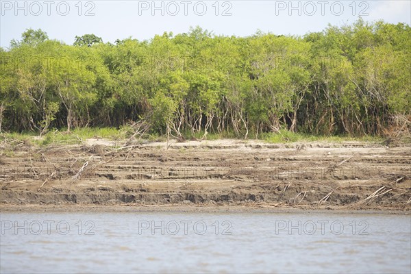 Riparian landscape on the Rio Amazonas at low water level