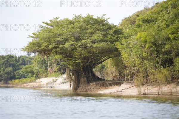 Tree on the bank of the Rio Amazonas at low water level