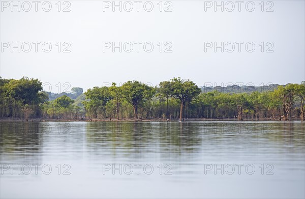 Trees on the bank of the Rio Amazonas at low water level