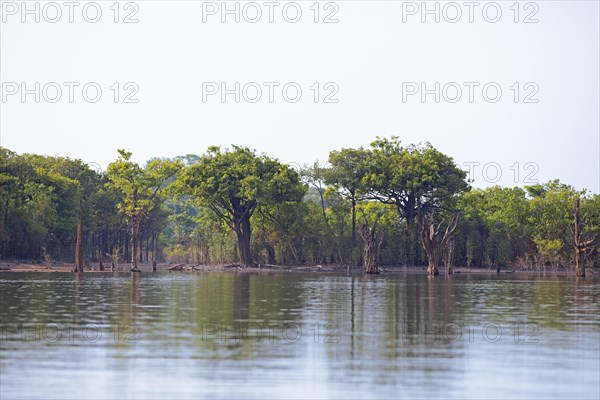 Trees on the bank of the Rio Amazonas at low water level