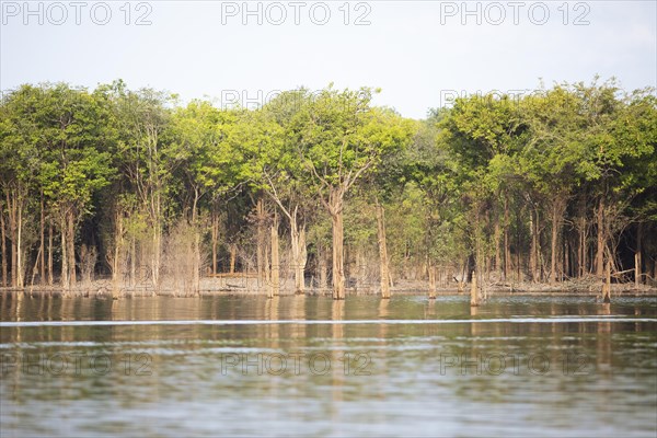 Trees on the bank of the Rio Amazonas at low water level