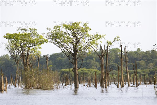 Trees in the Rio Amazonas