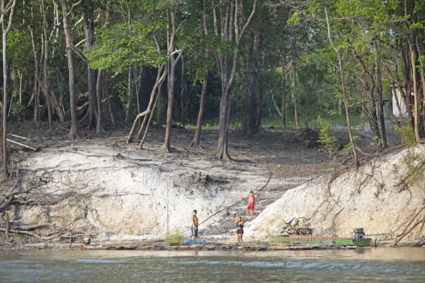 Trees on the bank of the Rio Amazonas at low water level