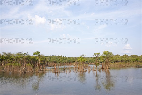 Trees in the Rio Amazonas at low water level