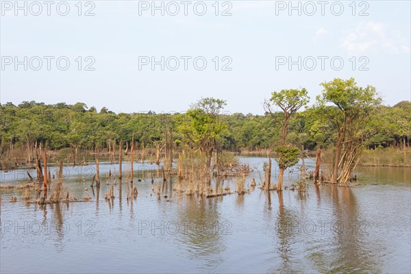 Trees in the Rio Amazonas
