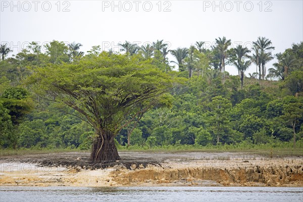 Tree on the bank of the Rio Amazonas at low water level