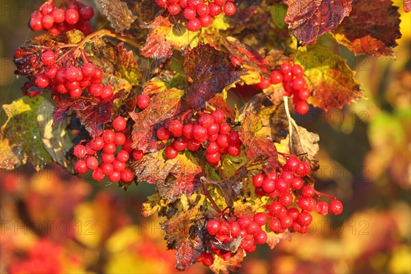 Guelder rose