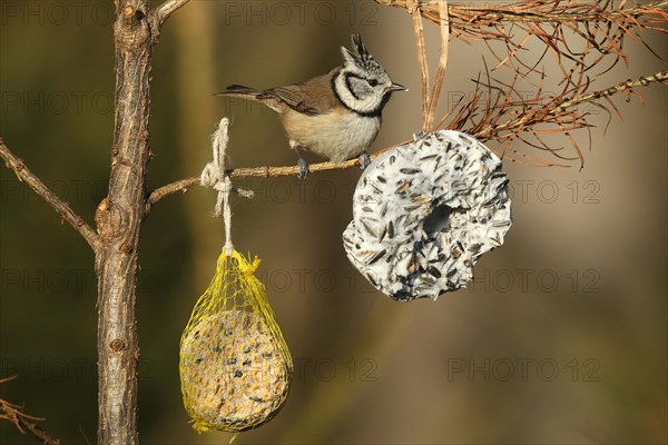 Crested Tit