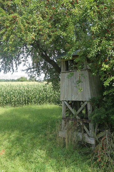 Hunter's stand under Greek cherry plum