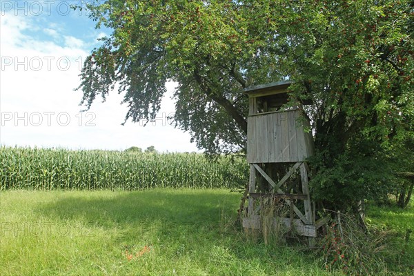 Hunter's stand under Greek cherry plum