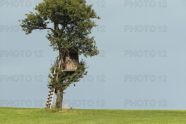 Hunter's stand built into a pear tree