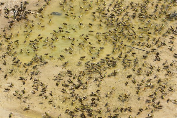 Green long-legged flies