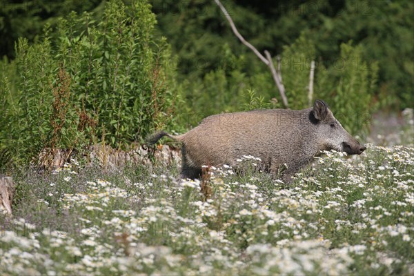 Wild boar