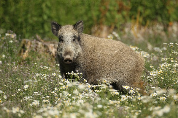 Wild boar