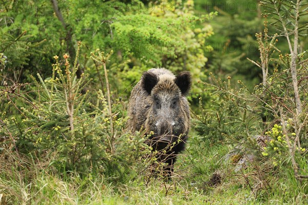 Wild boar