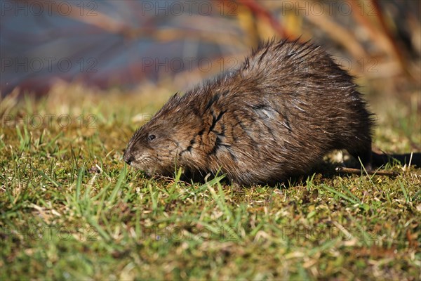 Muskrat