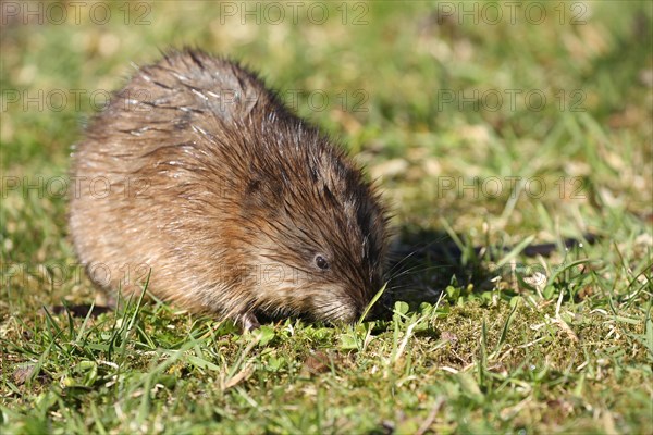 Muskrat