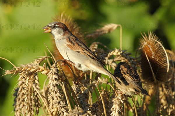 House sparrow