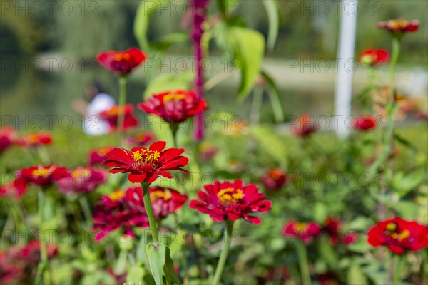 Blooming red flowers in Gandhi garden in Srinagar