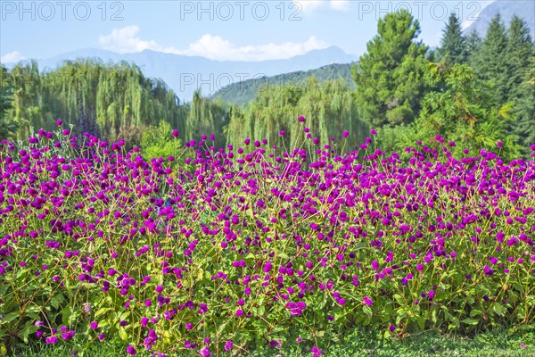 Blooming lupin