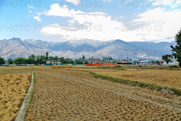 Harvested field of rice in Jammu Kashmir India