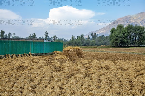 Harvested field of rice in Jammu Kashmir India