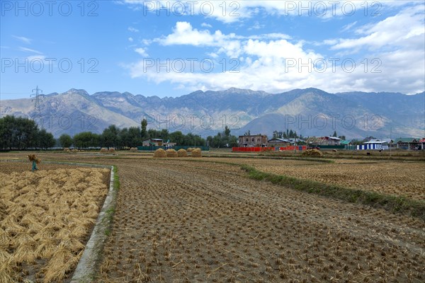 Harvested field of rice in Jammu Kashmir India