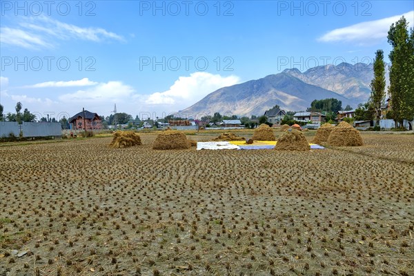 Harvested field of rice in Jammu Kashmir India