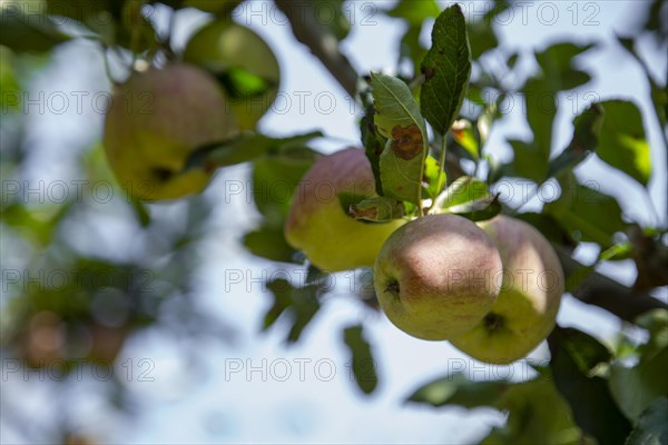 Red Apples on tree in Pahalgam