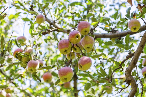 Red Apples on tree in Pahalgam