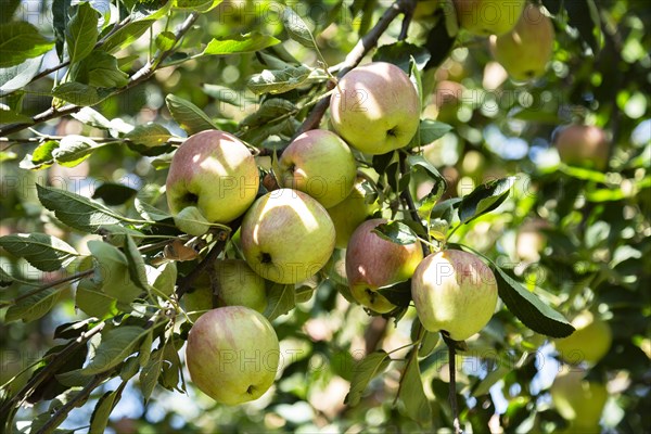 Red Apples on tree in Pahalgam