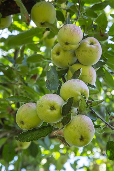 Red Apples on tree in Pahalgam