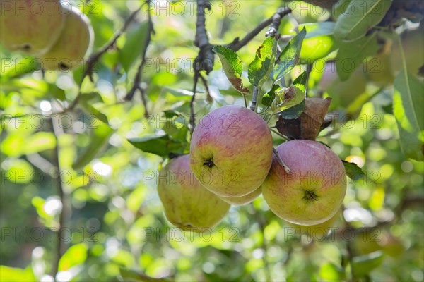 Red Apples on tree in Pahalgam