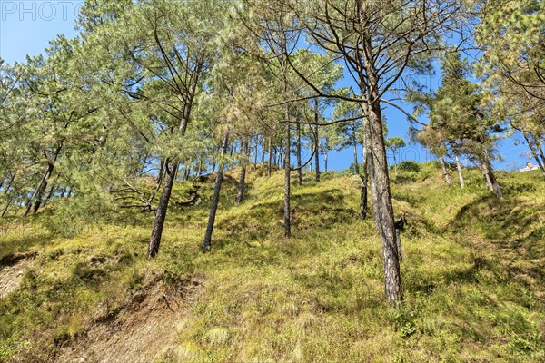 Pine plant in forest in Naagari Gaon