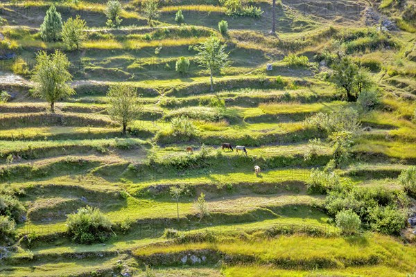 Chausali plain view in Uttarakhand