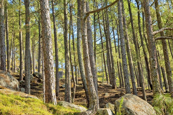 Pine plants in Satyadi village