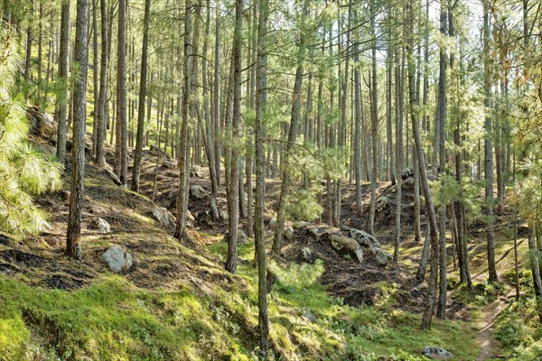 Pine plants in Satyadi village