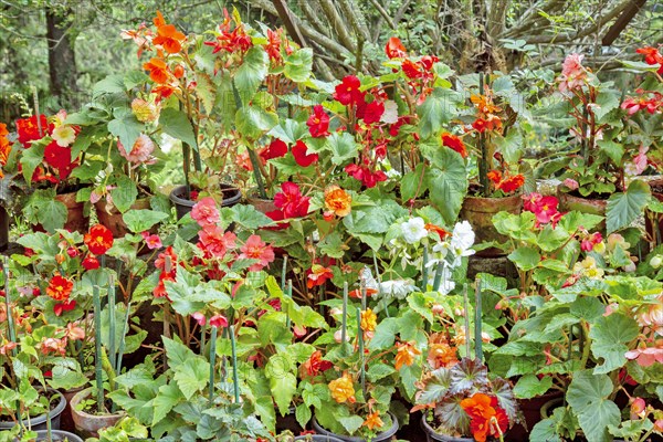 Multi-colored begonia in full bloom at the Road Company garden Mussourie