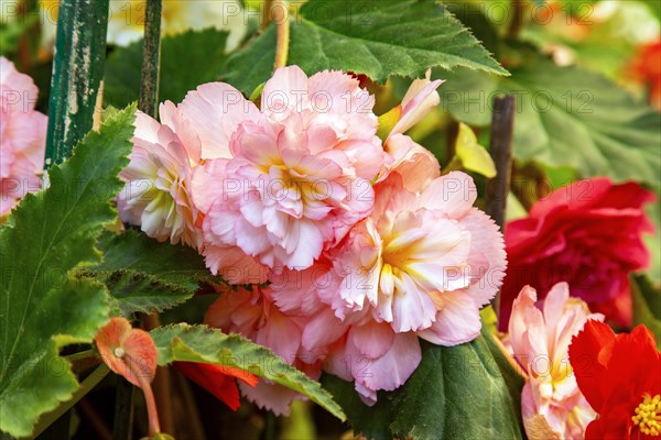 Pink begonia in full bloom at the Road Company garden Mussourie